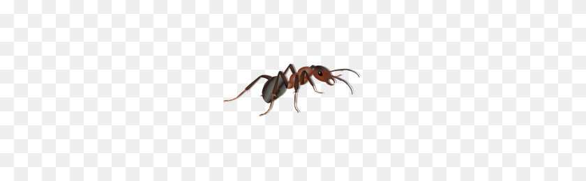 200x200 Download Ant Free Png Photo Images And Clipart Freepngimg - Ant Clipart PNG