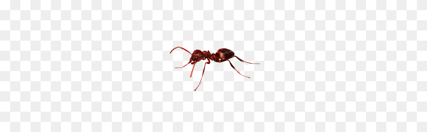 200x200 Download Ant Free Png Photo Images And Clipart Freepngimg - Ant PNG