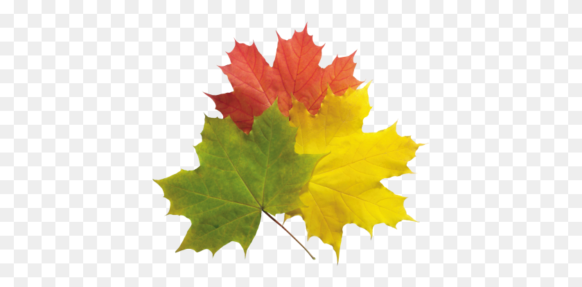 400x354 Download Autumn Free Png Transparent Image And Clipart - PNG Leaves