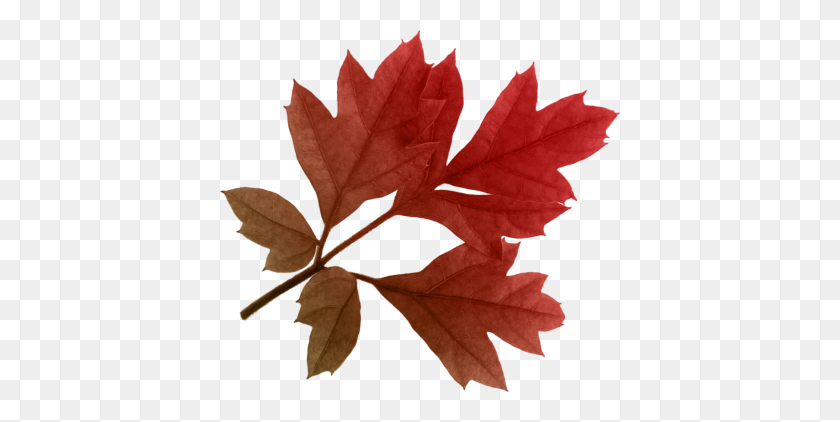 400x362 Download Autumn Free Png Transparent Image And Clipart - Maple Tree PNG