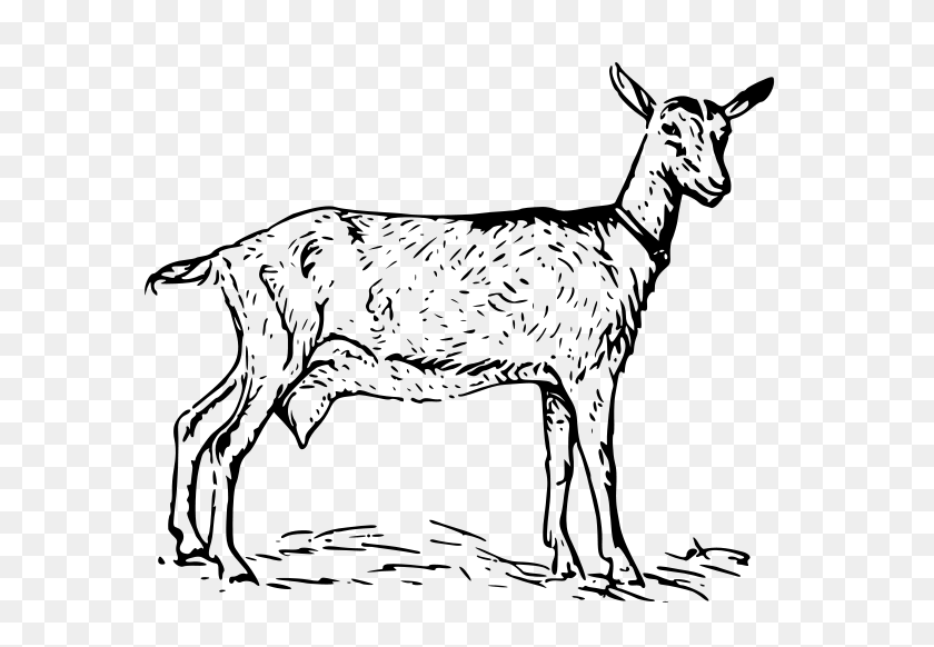600x522 Download Bearded Goat Clipart - Goat Clipart Black And White