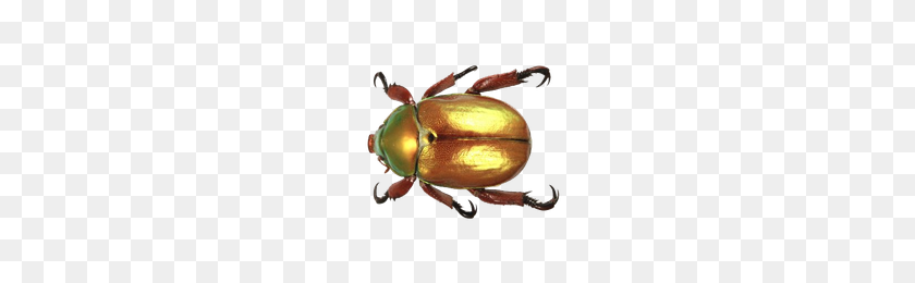 200x200 Download Beetle Free Png Photo Images And Clipart Freepngimg - Beetle PNG