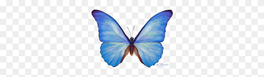 260x187 Скачать Голубая Бабочка Акварель Png Клипарт Бабочка Менелай - Голубая Бабочка Png