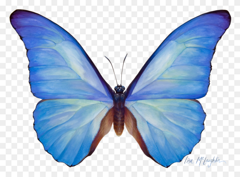 900x646 Download Blue Butterfly Watercolor Png Clipart Butterfly Menelaus - Butterfly PNG