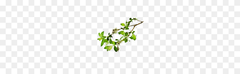 200x200 Download Branch Free Png Photo Images And Clipart Freepngimg - Branch PNG