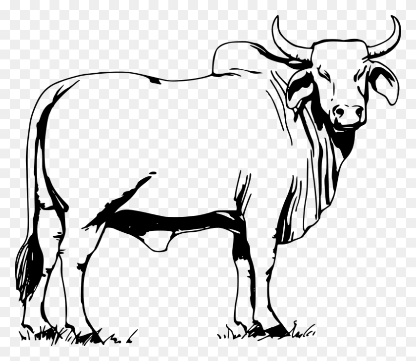 800x687 Download Bull Black And White Clipart Brahman Cattle Clip Art Ox - Sheep Clipart Black And White