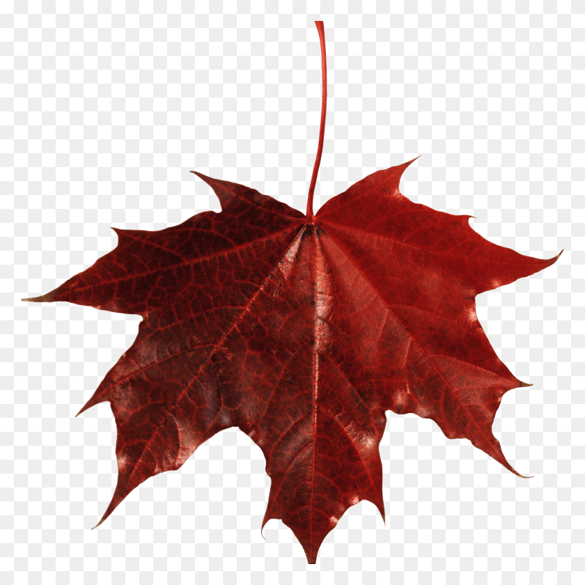 3000x3000 Download Canada Leaf Free Png Transparent Image And Clipart - Fall PNG