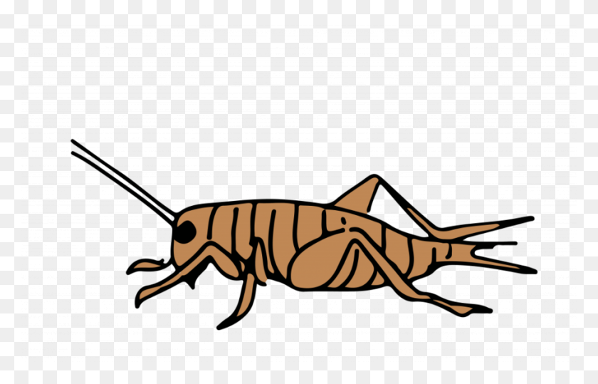 Download Cartoon Clipart Cricket Insect Clip Art Line, Graphics