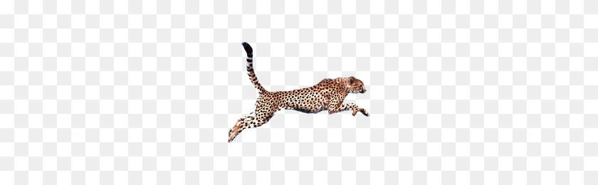 200x200 Descargar Cheetah Gratis Png Photo Images And Clipart Freepngimg - Cheetah Png