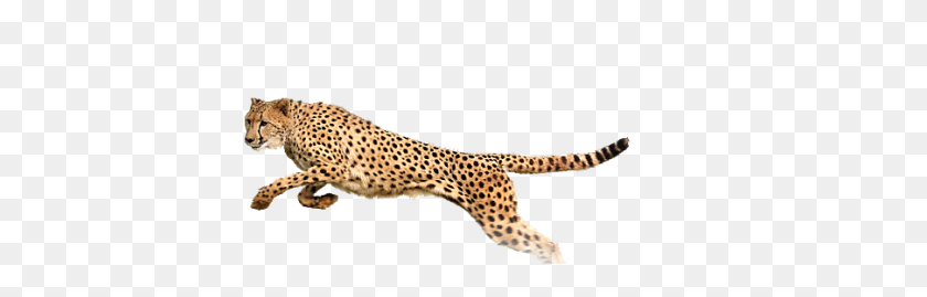 400x209 Download Cheetah Free Png Transparent Image And Clipart - Cheetah PNG