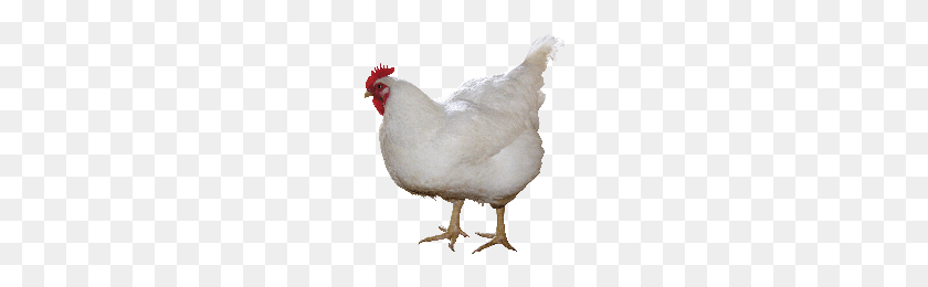200x200 Download Chicken Free Png Photo Images And Clipart Freepngimg - Chickens PNG