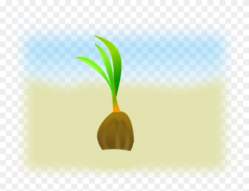 900x675 Download Coconut Seeds Vector Clipart Seed Clip Art Graphics - Seedling PNG