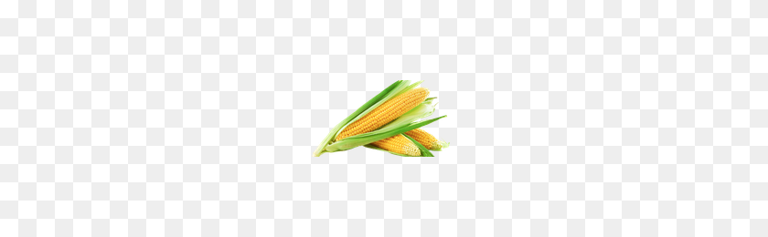 200x200 Download Corn Free Png Photo Images And Clipart Freepngimg - Corn PNG