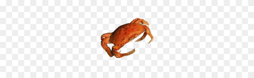 200x200 Download Crab Free Png Photo Images And Clipart Freepngimg - Crab PNG