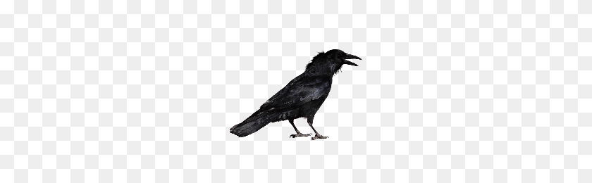 200x200 Download Crow Free Png Photo Images And Clipart Freepngimg - Crow PNG