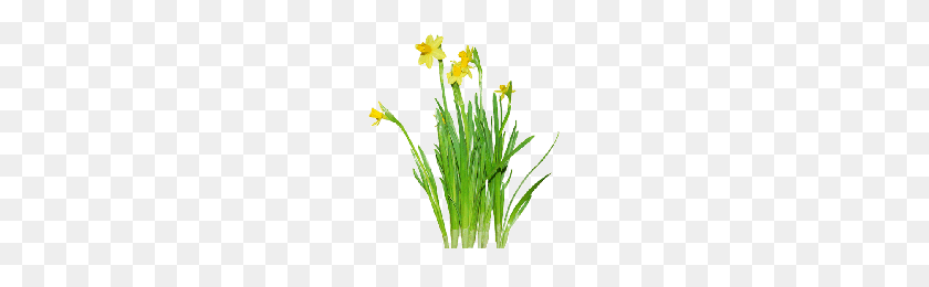 200x200 Download Daffodils Free Png Photo Images And Clipart Freepngimg - Daffodil PNG
