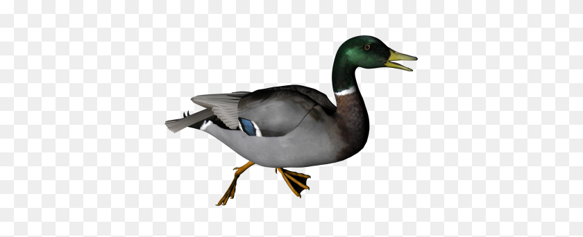400x282 Download Duck Free Png Transparent Image And Clipart - Duck PNG