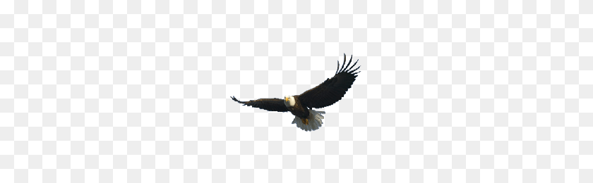 200x200 Download Eagle Free Png Photo Images And Clipart Freepngimg - Eagle PNG