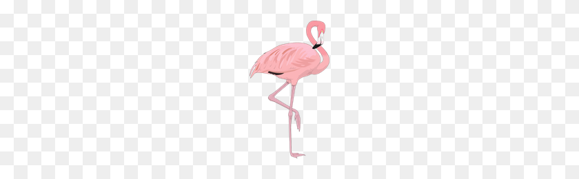 200x200 Flamingo Png