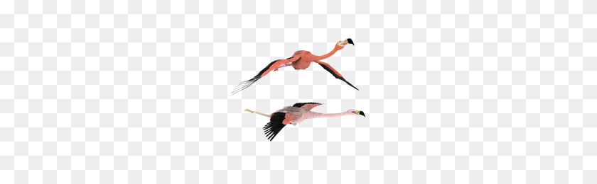200x200 Download Flamingo Free Png Photo Images And Clipart Freepngimg - Flamingo PNG