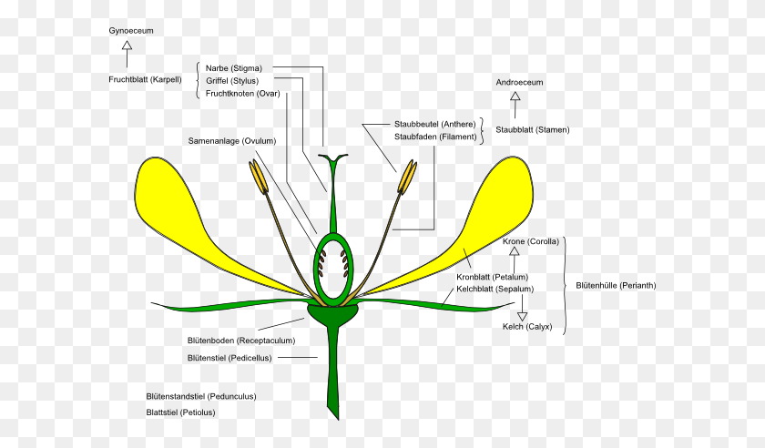 600x432 Download Flower Anatomy Clipart - Anatomy Clip Art