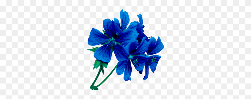 260x272 Скачать Синий Цветок Картинки - Щенячий Патруль Клипарт