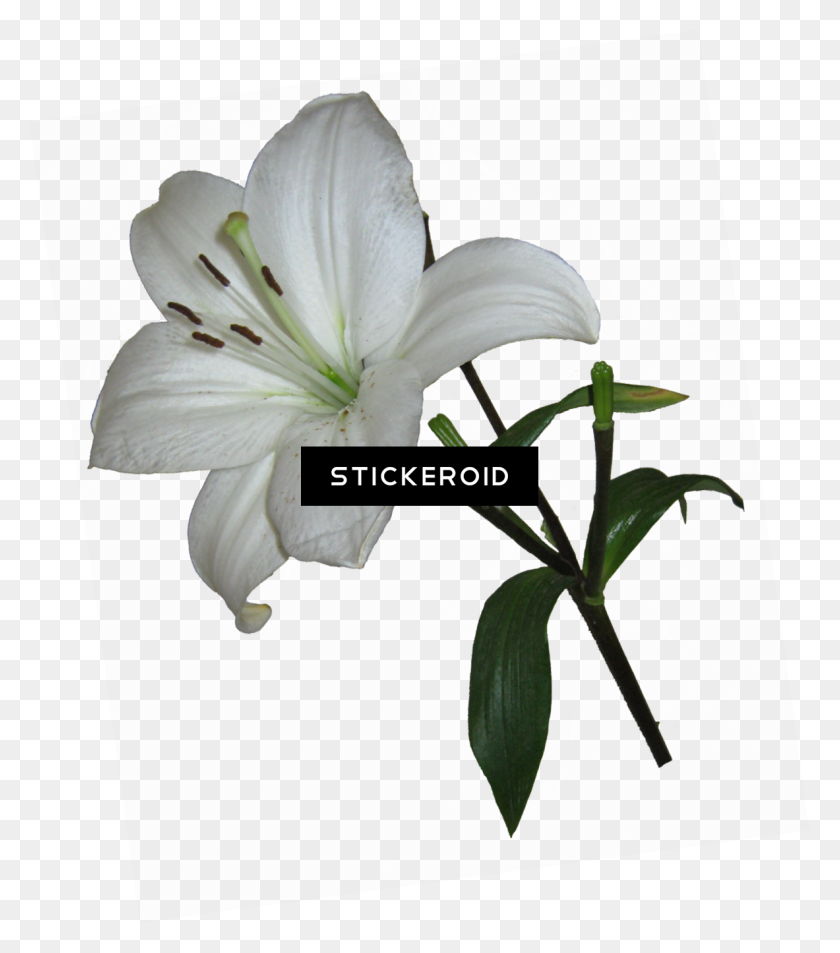 1183x1355 Download Flower Free Lili - Easter Lily PNG