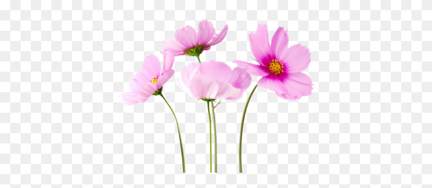 400x307 Download Flower Free Png Transparent Image And Clipart - Real Flowers PNG