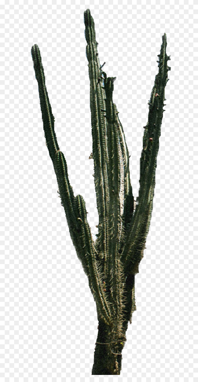 1800x3600 Cactus Png