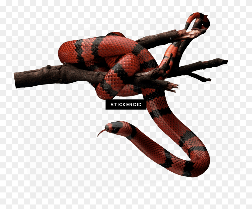 2056x1676 Скачать Free Snake - Gucci Snake Png