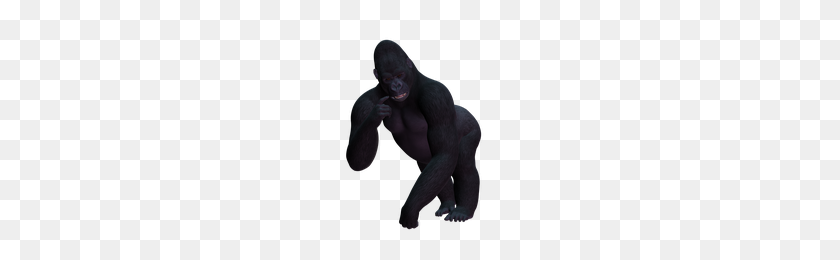 200x200 Download Gorilla Free Png Photo Images And Clipart Freepngimg - Applause Clipart