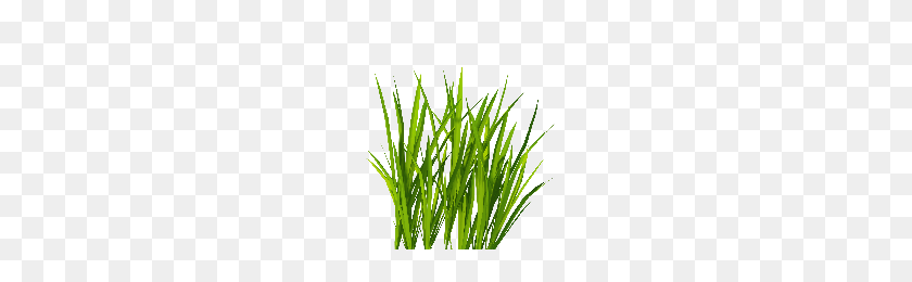 200x200 Download Grass Free Png Photo Images And Clipart Freepngimg - Greenery PNG