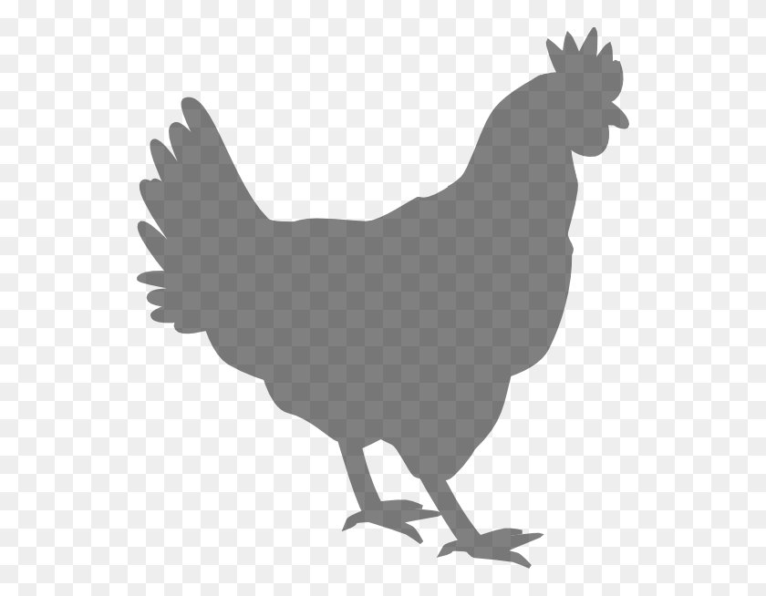 540x594 Download Grey Chicken Clipart - Chickens PNG