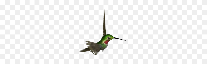 200x200 Download Hummingbird Free Png Photo Images And Clipart Freepngimg - Hummingbird PNG