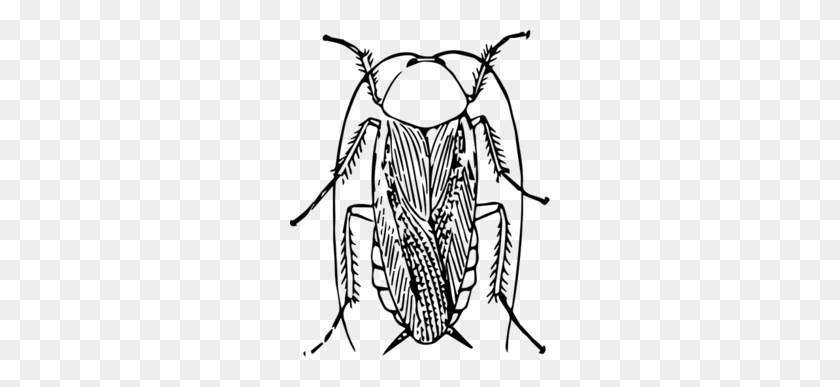 260x327 Descargar Insecto Clipart Cucaracha Escarabajo Imágenes Prediseñadas Abeja, Gráficos - Mantis Religiosa Clipart