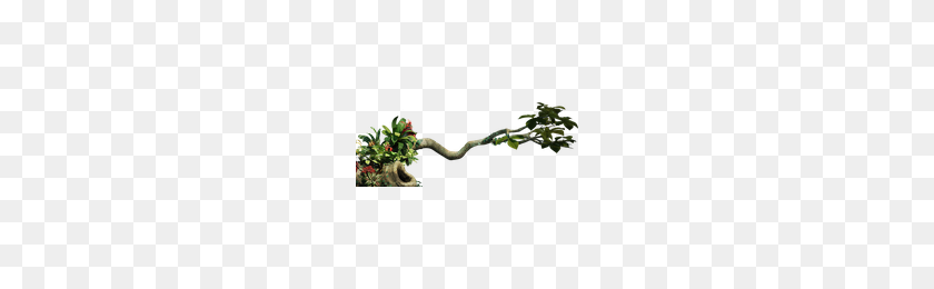 200x200 Скачать Джунгли Png Фото Изображения И Клипарт Freepngimg - Джунгли Растения Png