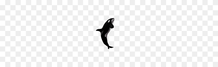 200x200 Download Killer Whale Free Png Photo Images And Clipart Freepngimg - Killer Whale PNG