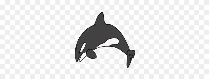 260x260 Download Killer Whale Png Clipart Killer Whale Cetacea Clip Art - Beluga Clipart