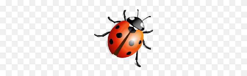 200x200 Download Ladybug Free Png Photo Images And Clipart Freepngimg - Ladybug PNG