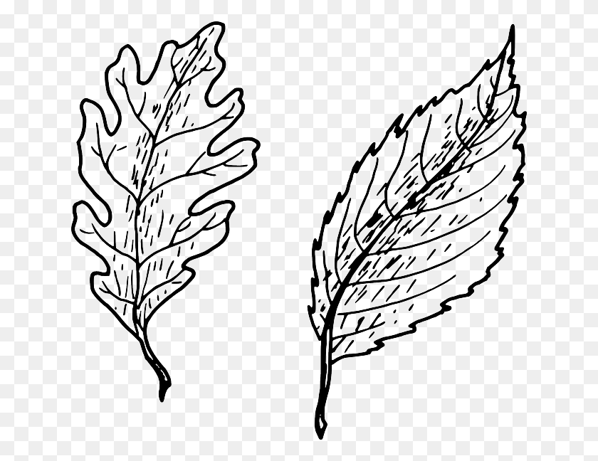640x588 Download Leaves Simple Clipart Pinnation Leaf Shape Leaf, Tree - Flower Shape Clipart