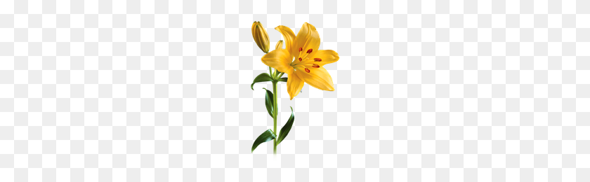 200x200 Download Lily Free Png Photo Images And Clipart Freepngimg - Lily PNG