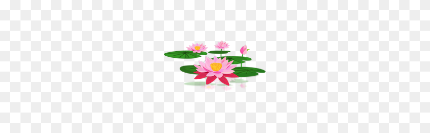 200x200 Download Lotus Free Png Photo Images And Clipart Freepngimg - Lotus PNG