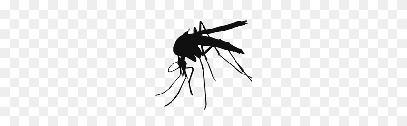 200x200 Download Mosquito Free Png Photo Images And Clipart Freepngimg - Mosquito Clip Art