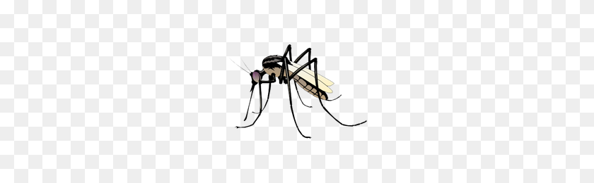 200x200 Descargar Mosquito Gratis Png Photo Images And Clipart Freepngimg - Mosquito Png