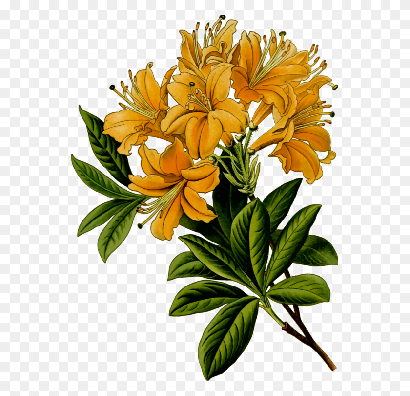547x750 Download Pacific Rhododendron Plants Computer Icons Free - Rhododendron Clipart