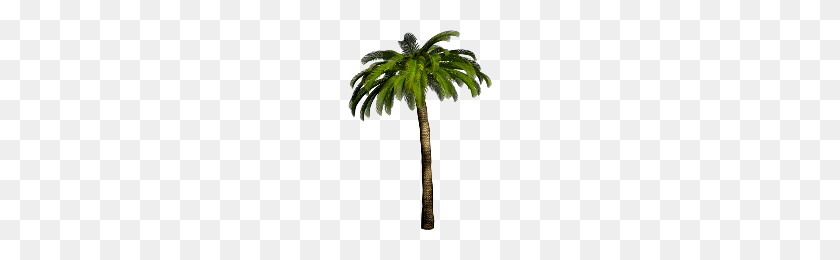 200x200 Download Palm Tree Free Png Photo Images And Clipart Freepngimg - Palm Frond PNG