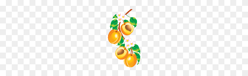 200x200 Download Peach Free Png Photo Images And Clipart Freepngimg - Peach PNG