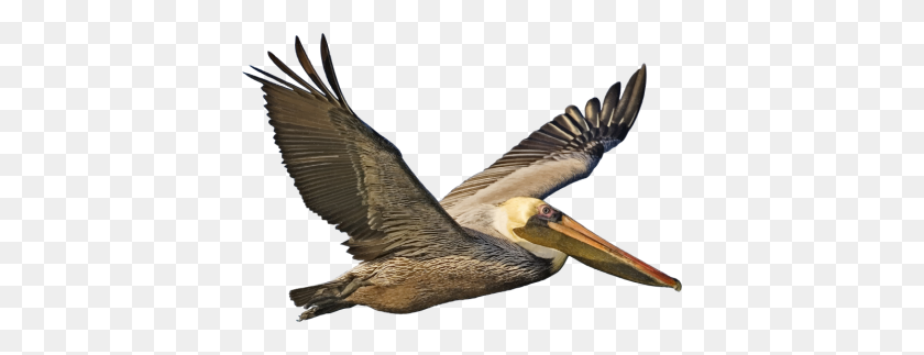 400x263 Download Pelican Free Png Transparent Image And Clipart - Pelican PNG