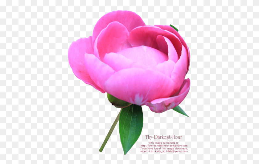 400x473 Download Peony Free Png Transparent Image And Clipart - Peony PNG