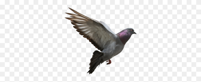 400x283 Download Pigeon Free Png Transparent Image And Clipart - Pigeon PNG